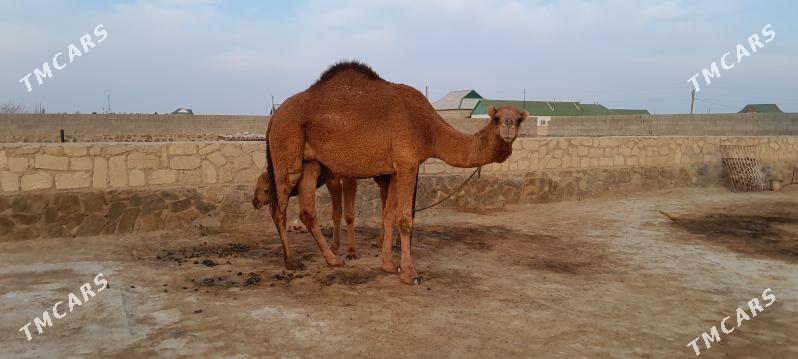 Düýe - Берекет - img 6