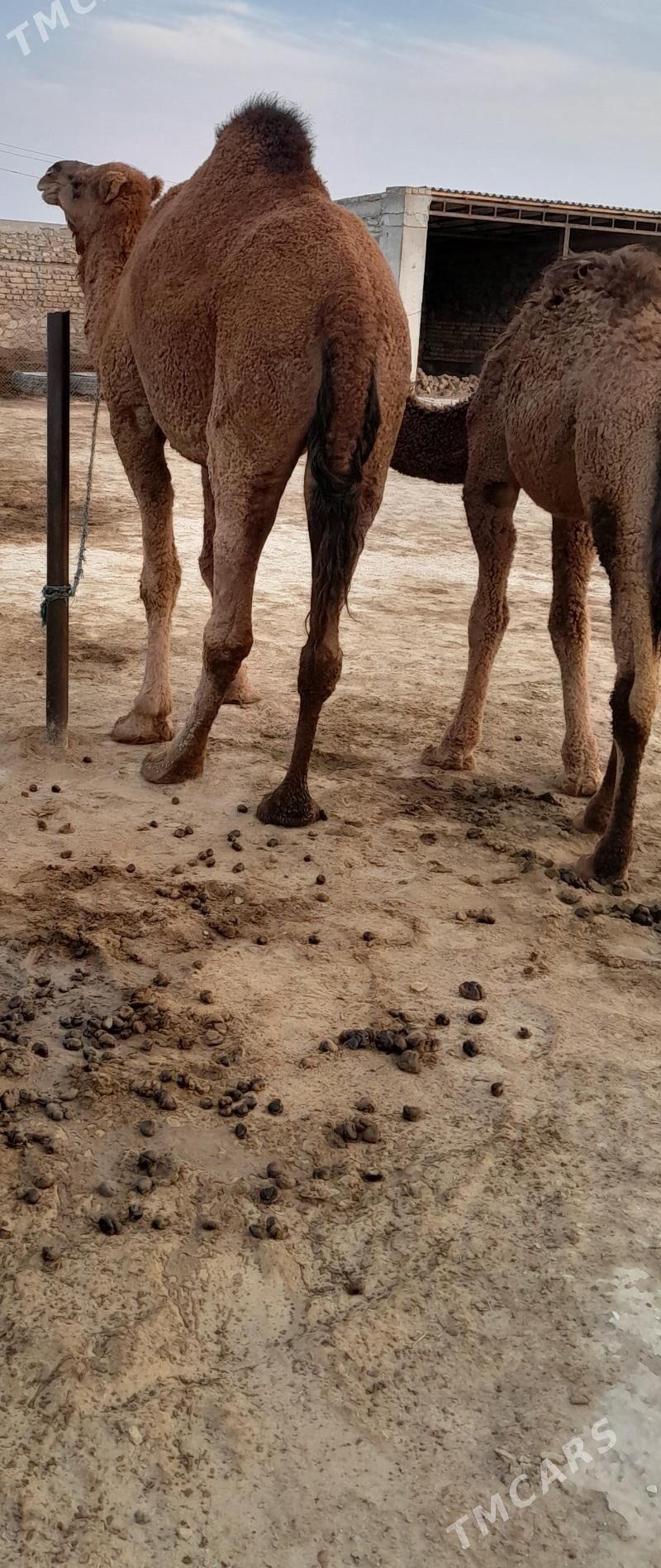 Düýe - Берекет - img 8