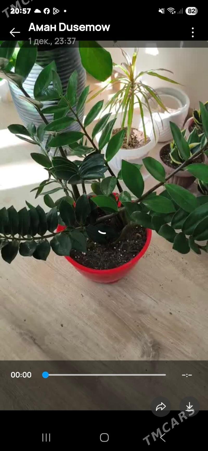 Oy gulleri - Ашхабад - img 2