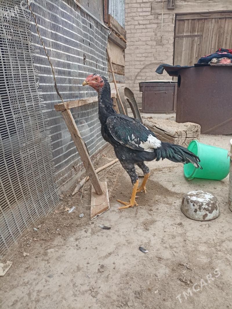 baysow horoz - Чарджоу - img 2