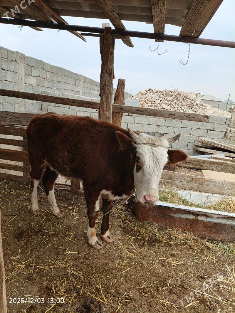 ökuz - Балканабат - img 2