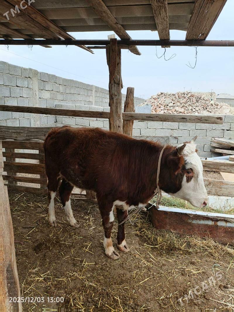 ökuz - Балканабат - img 3