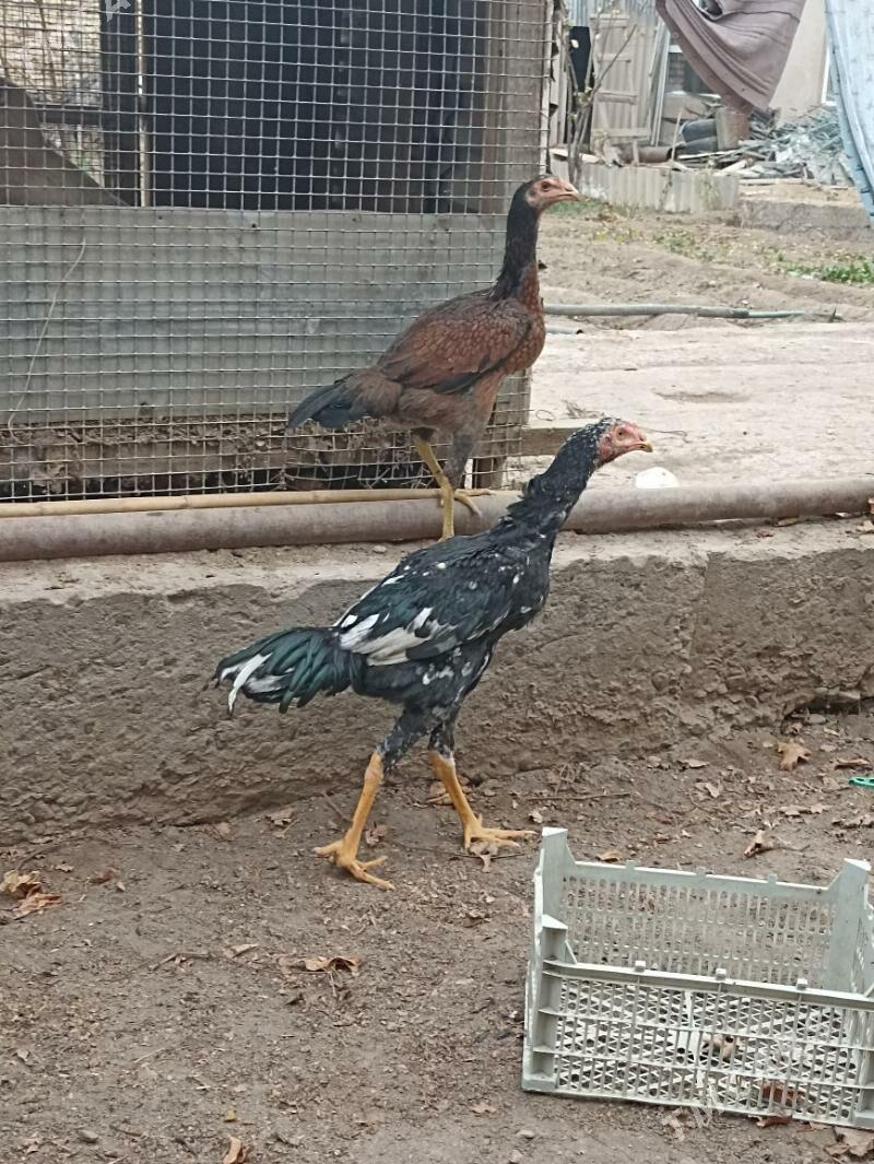 baysow horoz - Чарджоу - img 1