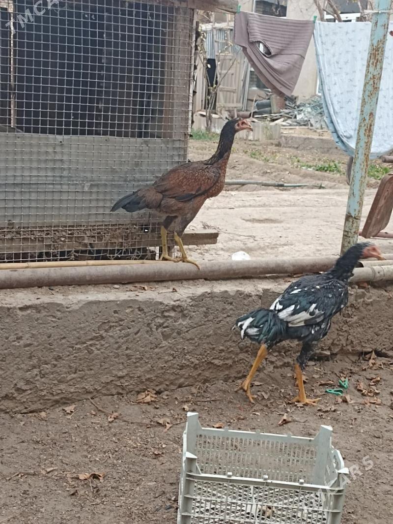 baysow horoz - Чарджоу - img 4