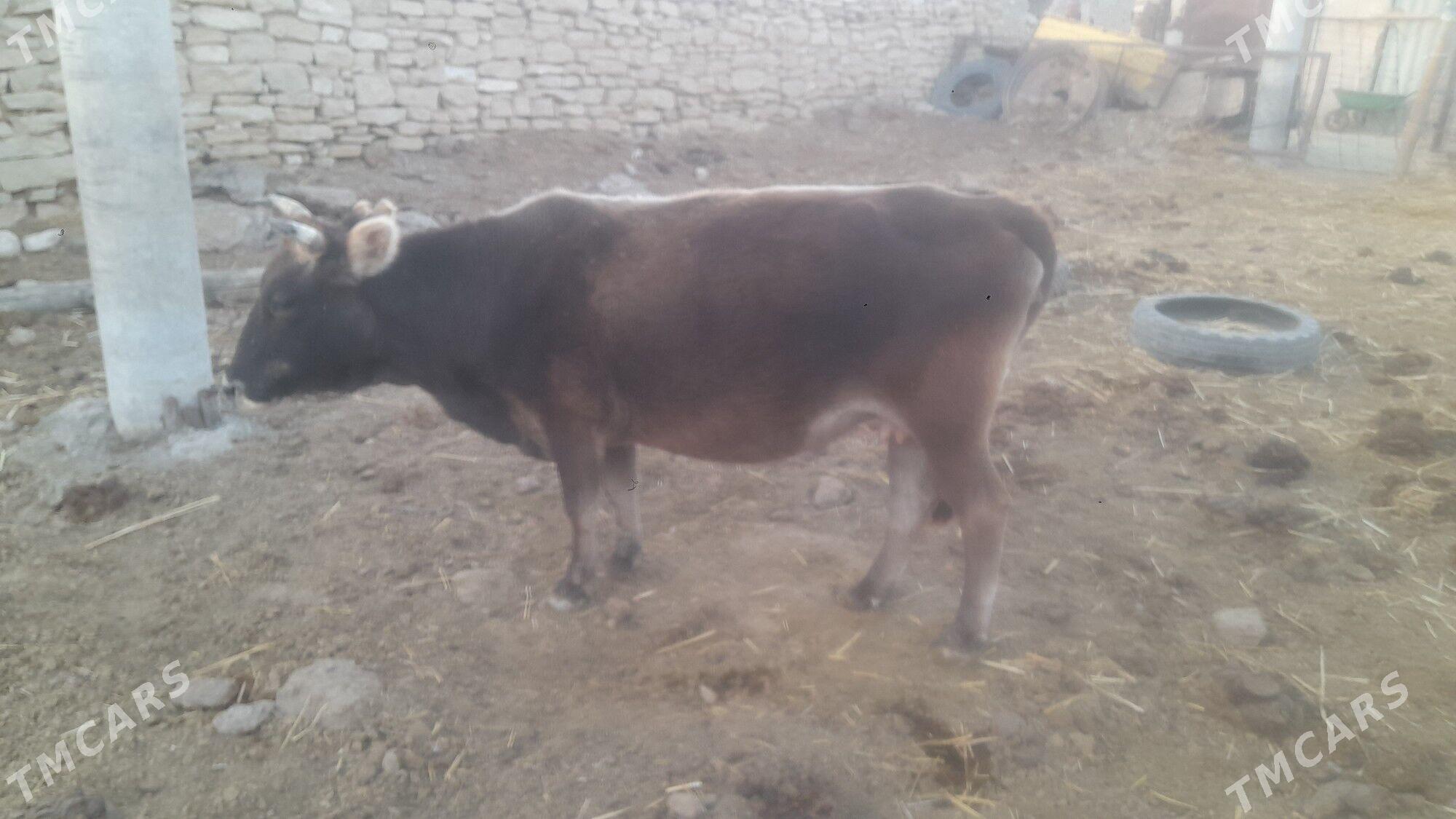 Sygyr - Gyzylarbat - img 2