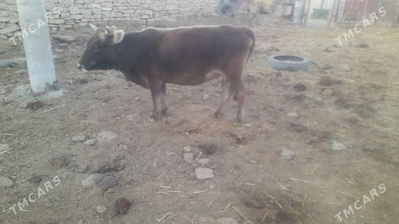 Sygyr - Gyzylarbat - img 3