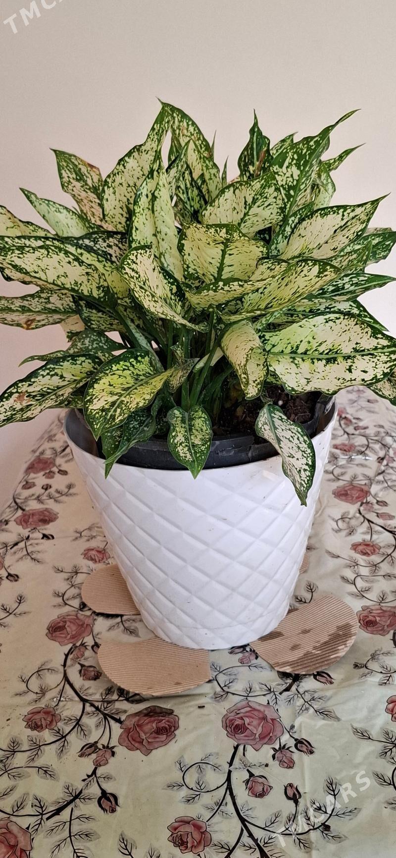 Oy gulleri - Ашхабад - img 3