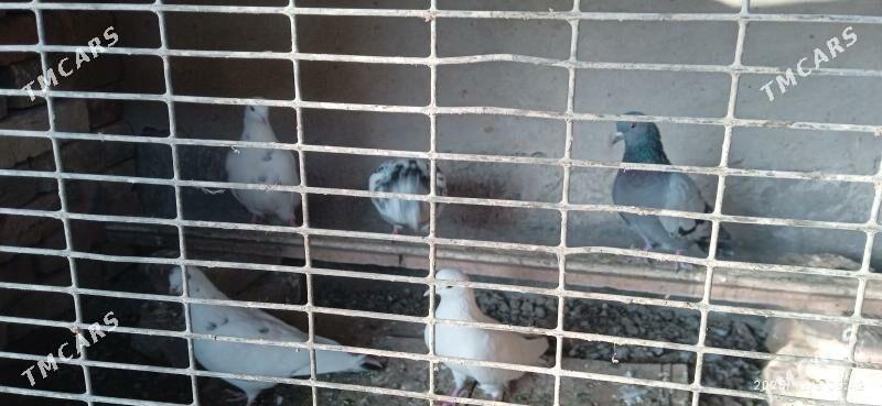 kepteri - Türkmenabat - img 3