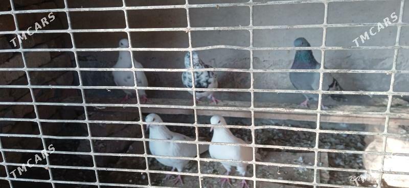 kepteri - Türkmenabat - img 2