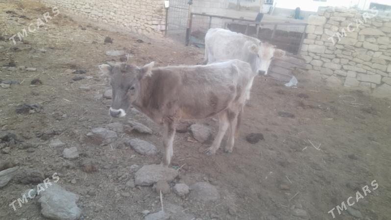 tuwe - Гызыларбат - img 2