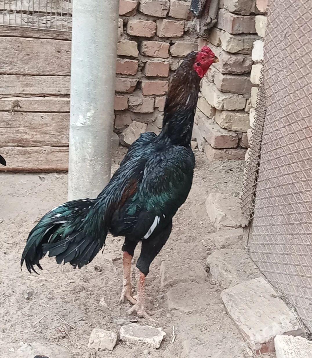 baysow horaz - Mary - img 2