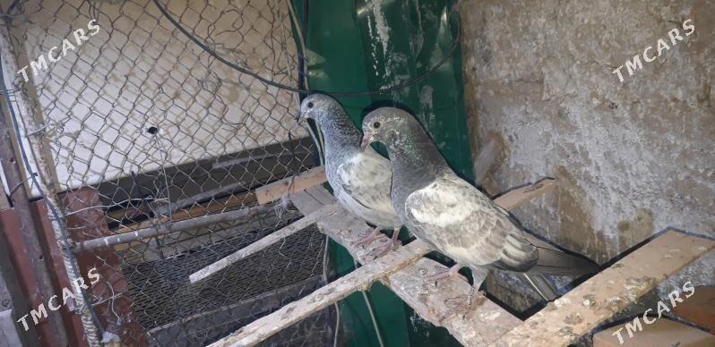 kepderi - Aşgabat - img 5