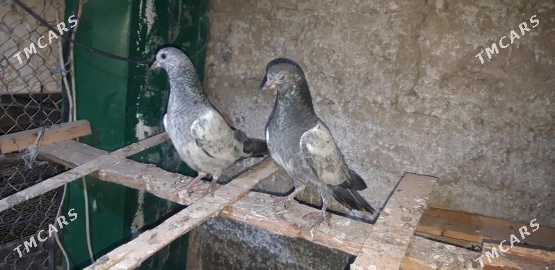 kepderi - Aşgabat - img 6