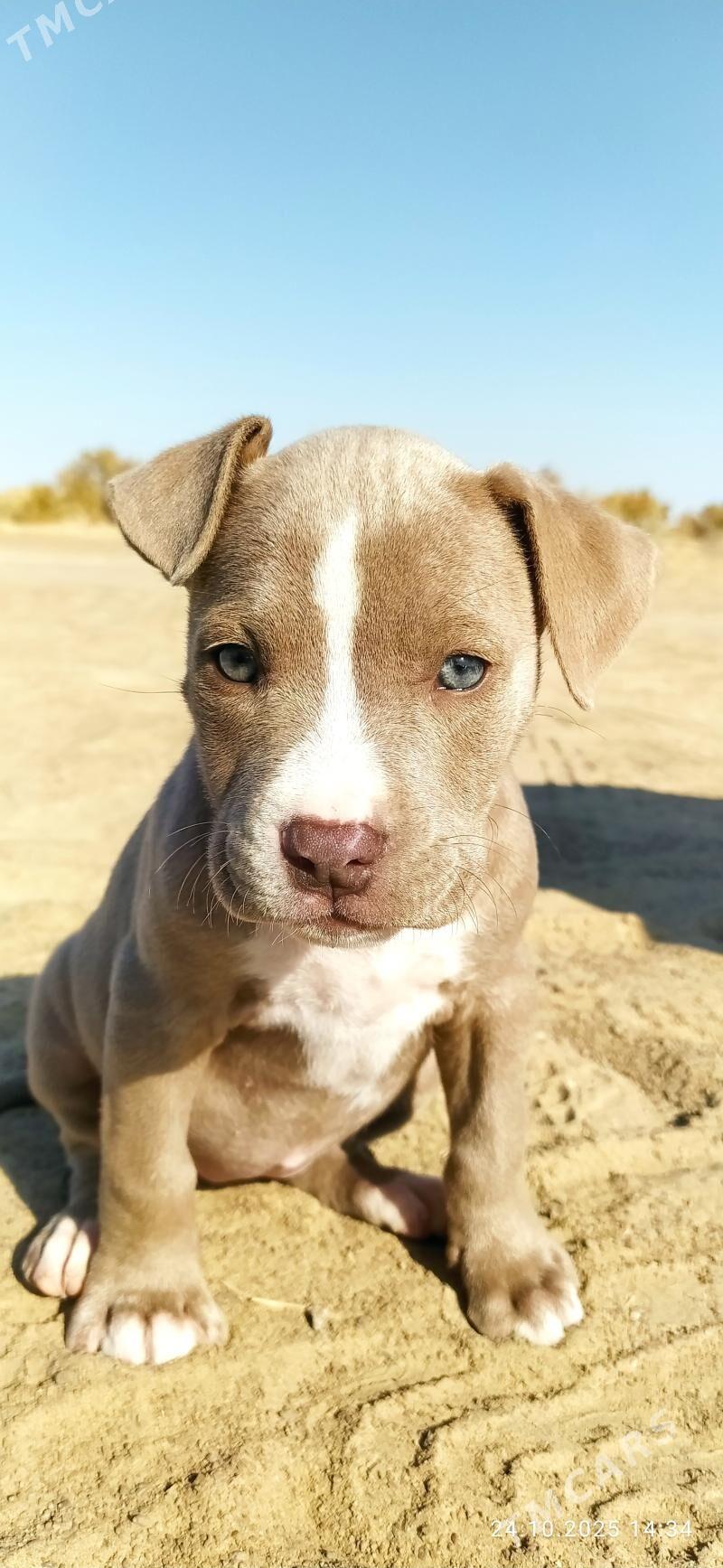 pitbul - Seýdi - img 4