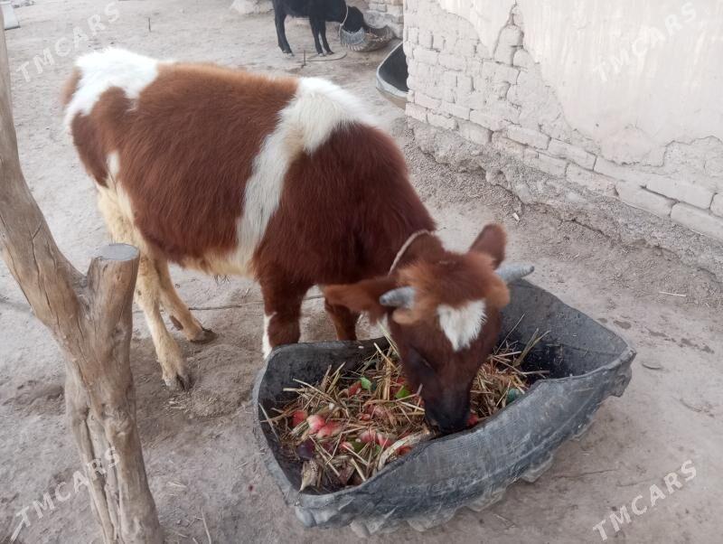 Paroda öküz - Şabat etr. - img 2