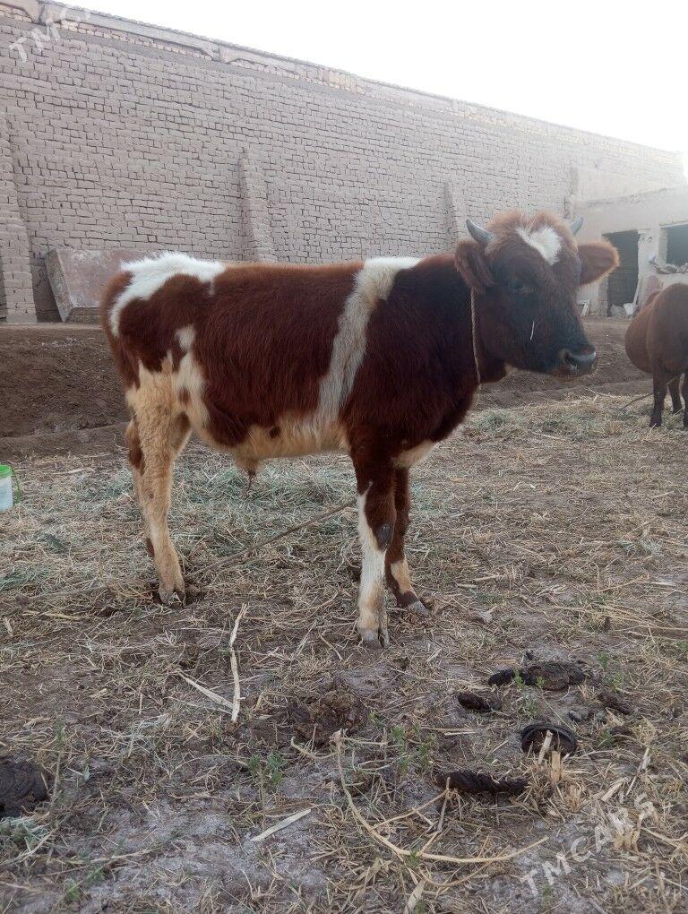 Paroda öküz - Şabat etr. - img 8