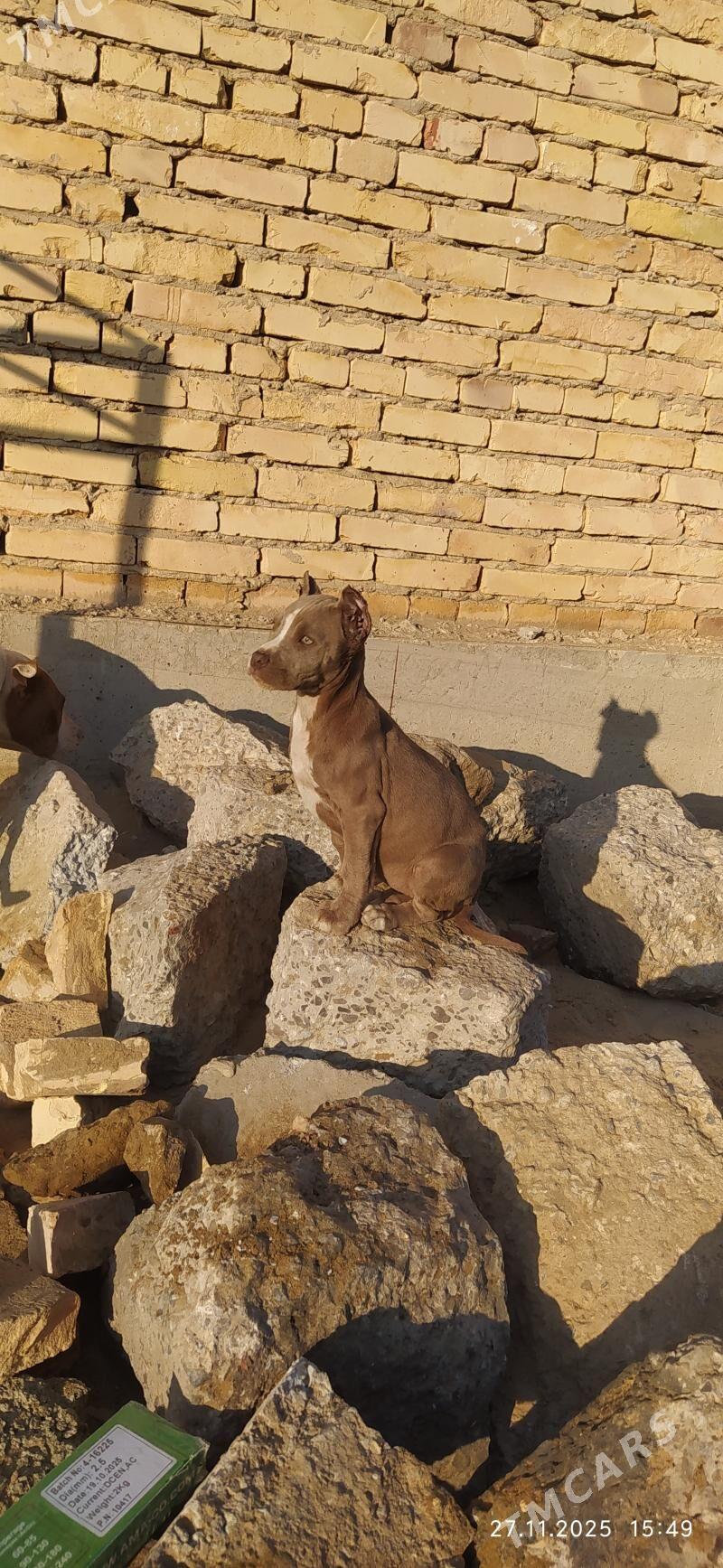 pitbul - Seýdi - img 3