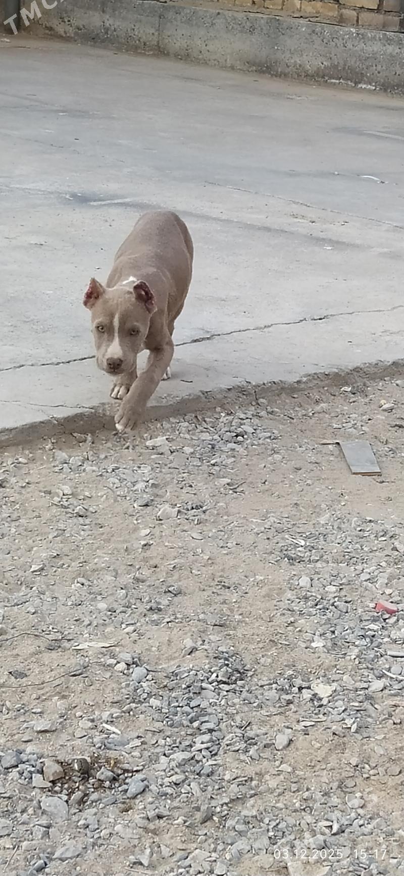 pitbul - Seýdi - img 2