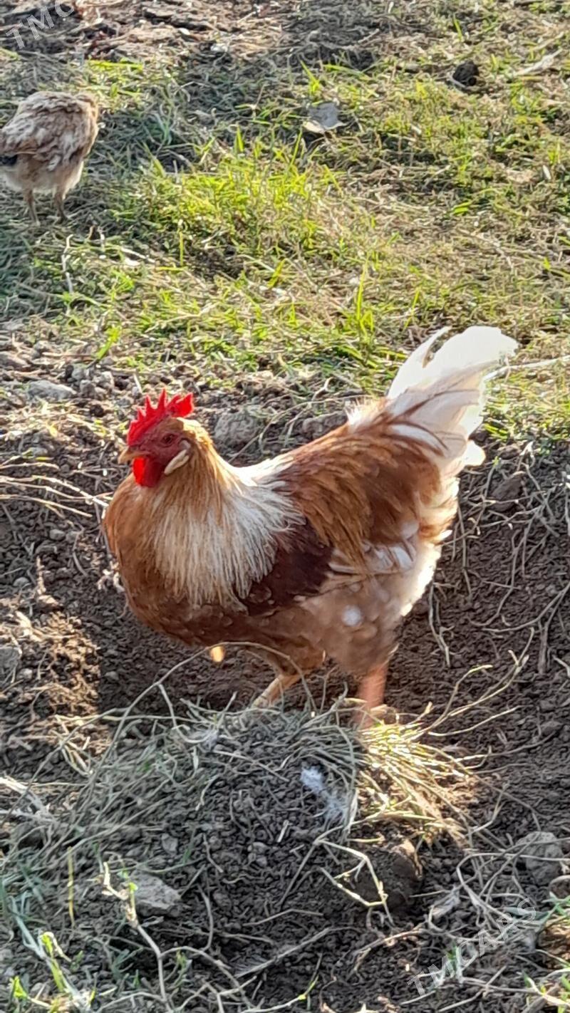 Horaz - Гёкдепе - img 7