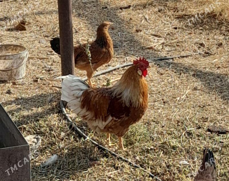 Horaz - Гёкдепе - img 2