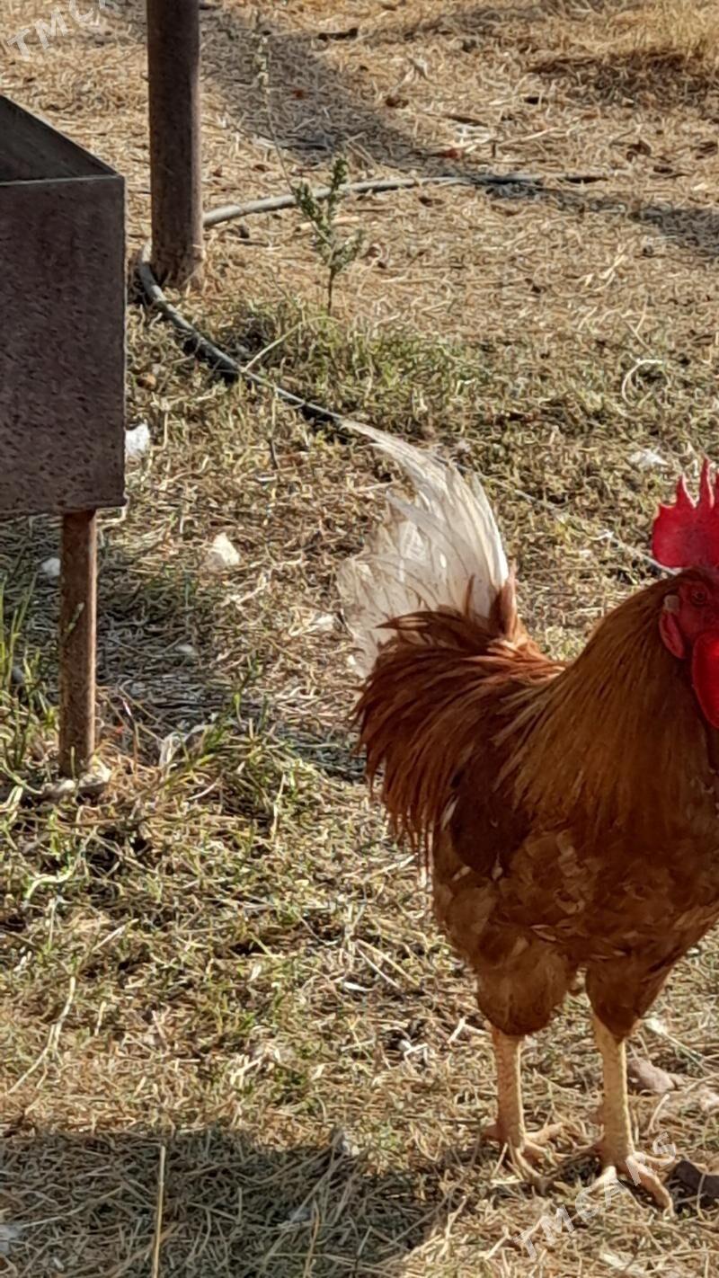 Horaz - Гёкдепе - img 5