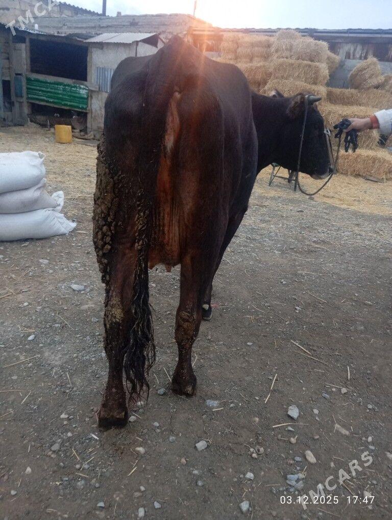 goleli sygyr - Gyzylarbat - img 2