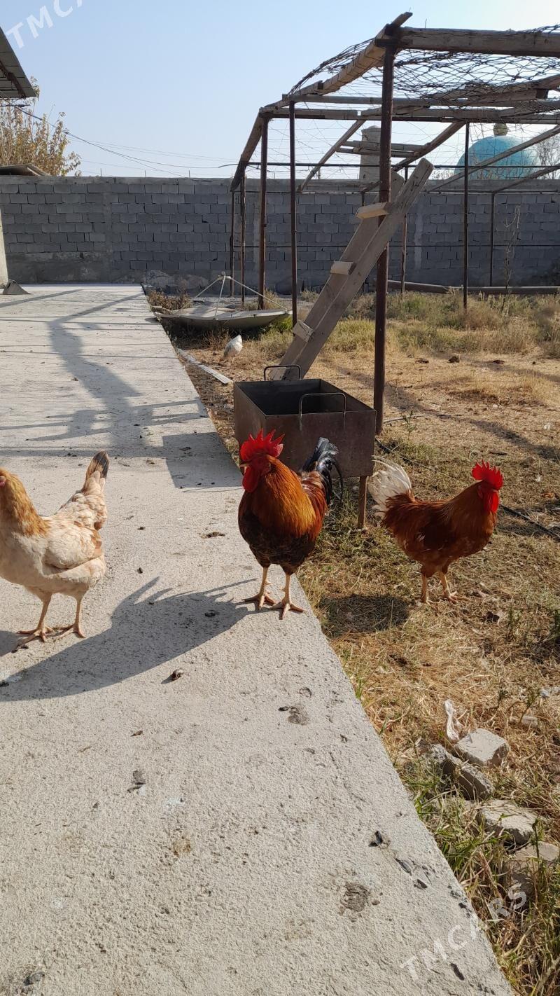 Horaz - Гёкдепе - img 4