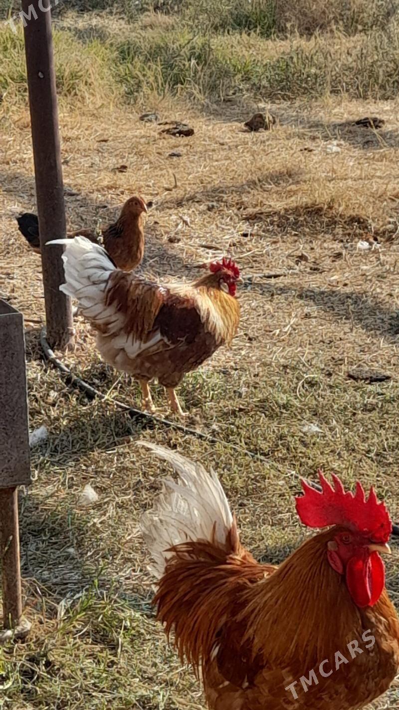 Horaz - Гёкдепе - img 3