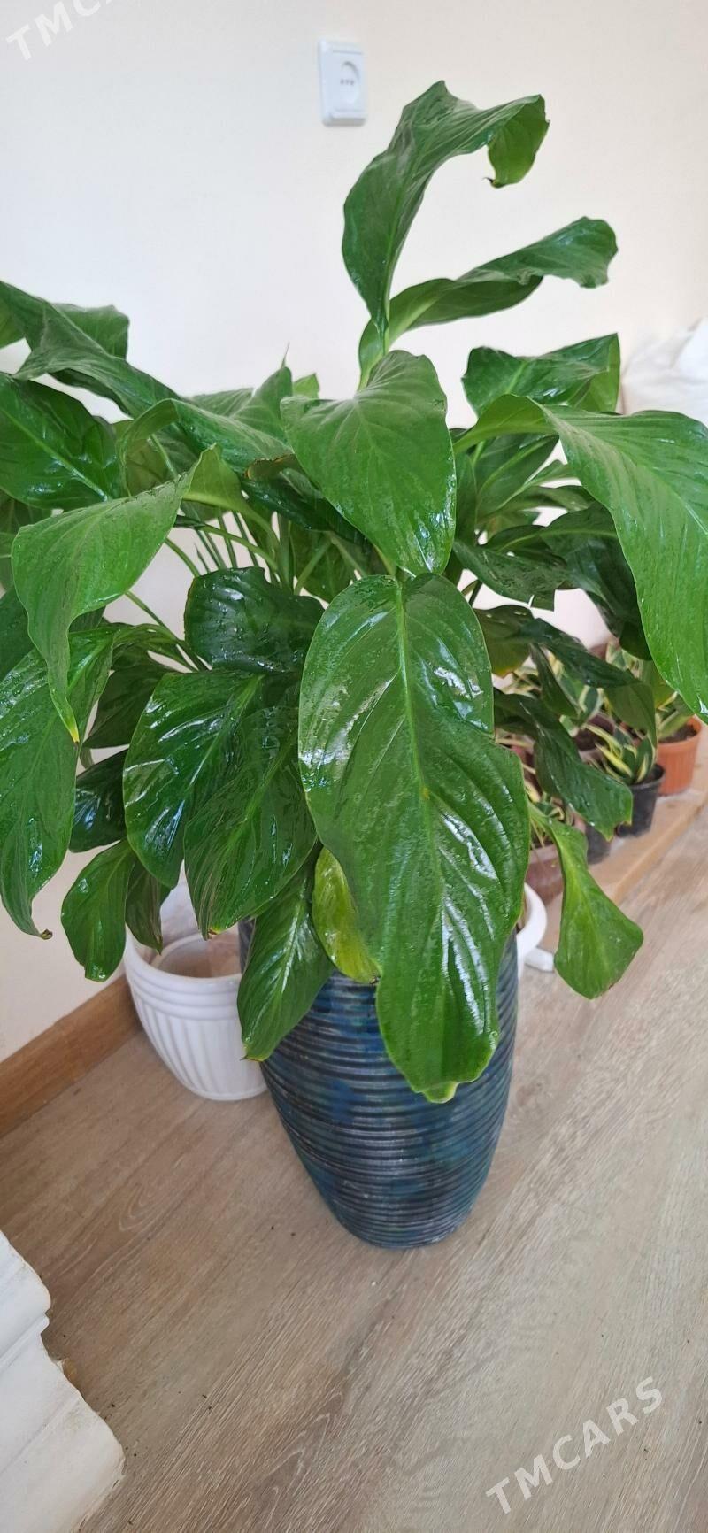 Oy gulleri - Ашхабад - img 4