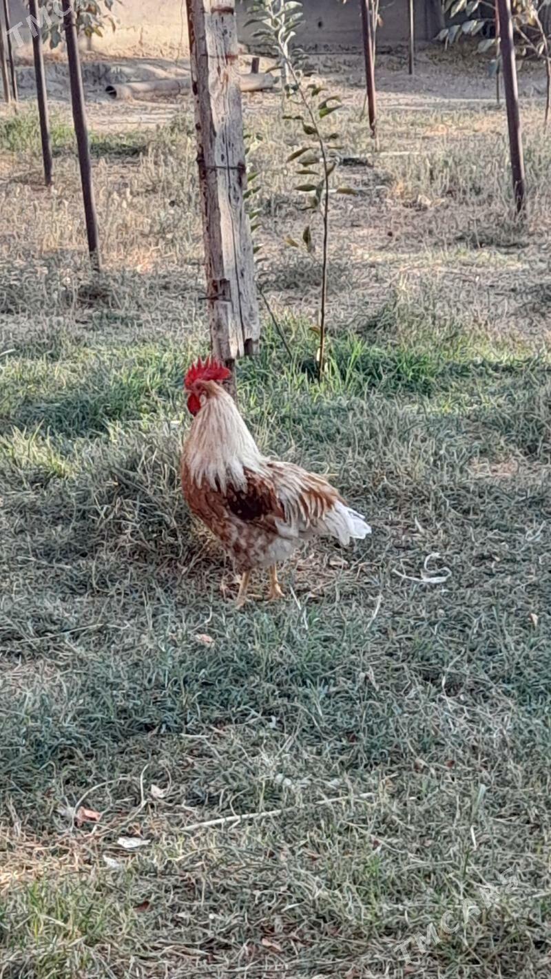 Horaz - Гёкдепе - img 8