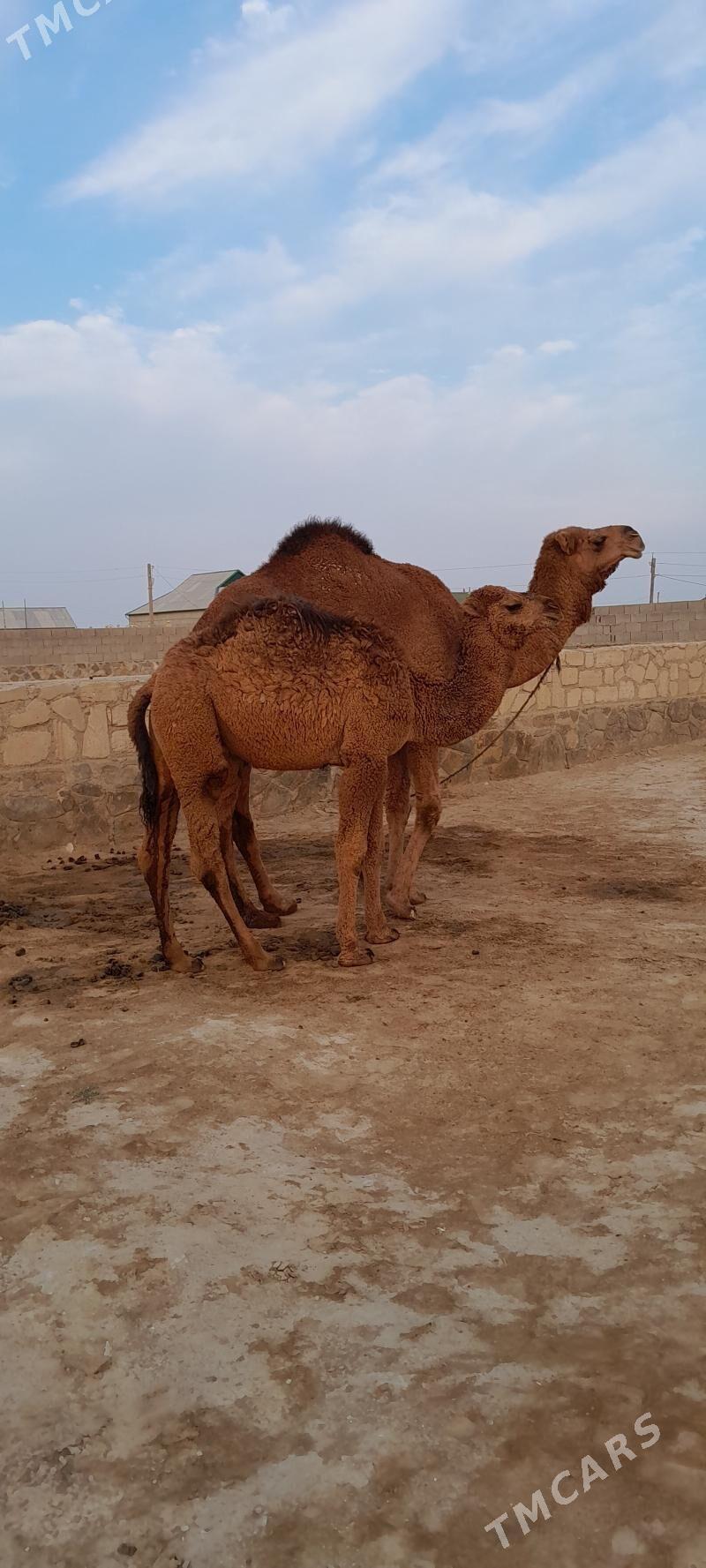 Düýe - Берекет - img 4