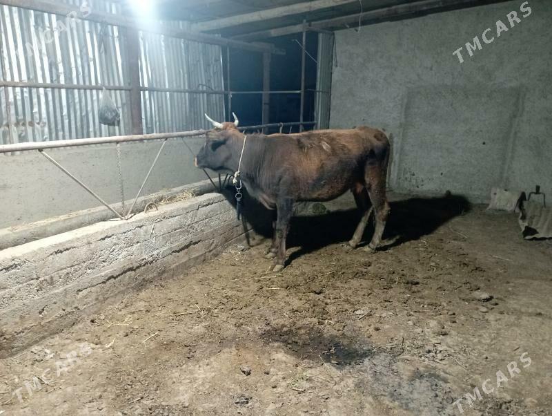 gysyr Sygyr - Gökdepe - img 2