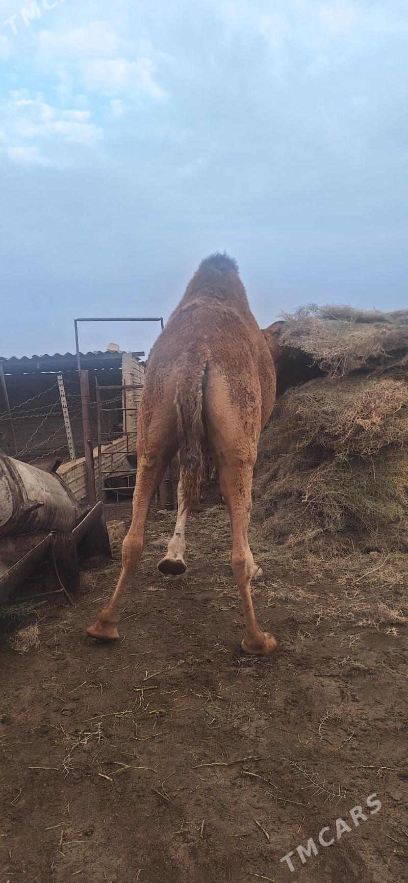 дуе - Esenguly - img 2