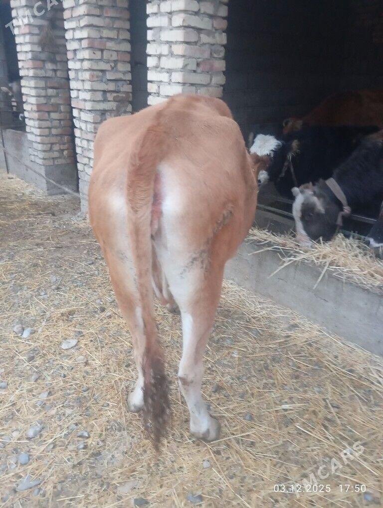 sygyr - Gyzylarbat - img 2