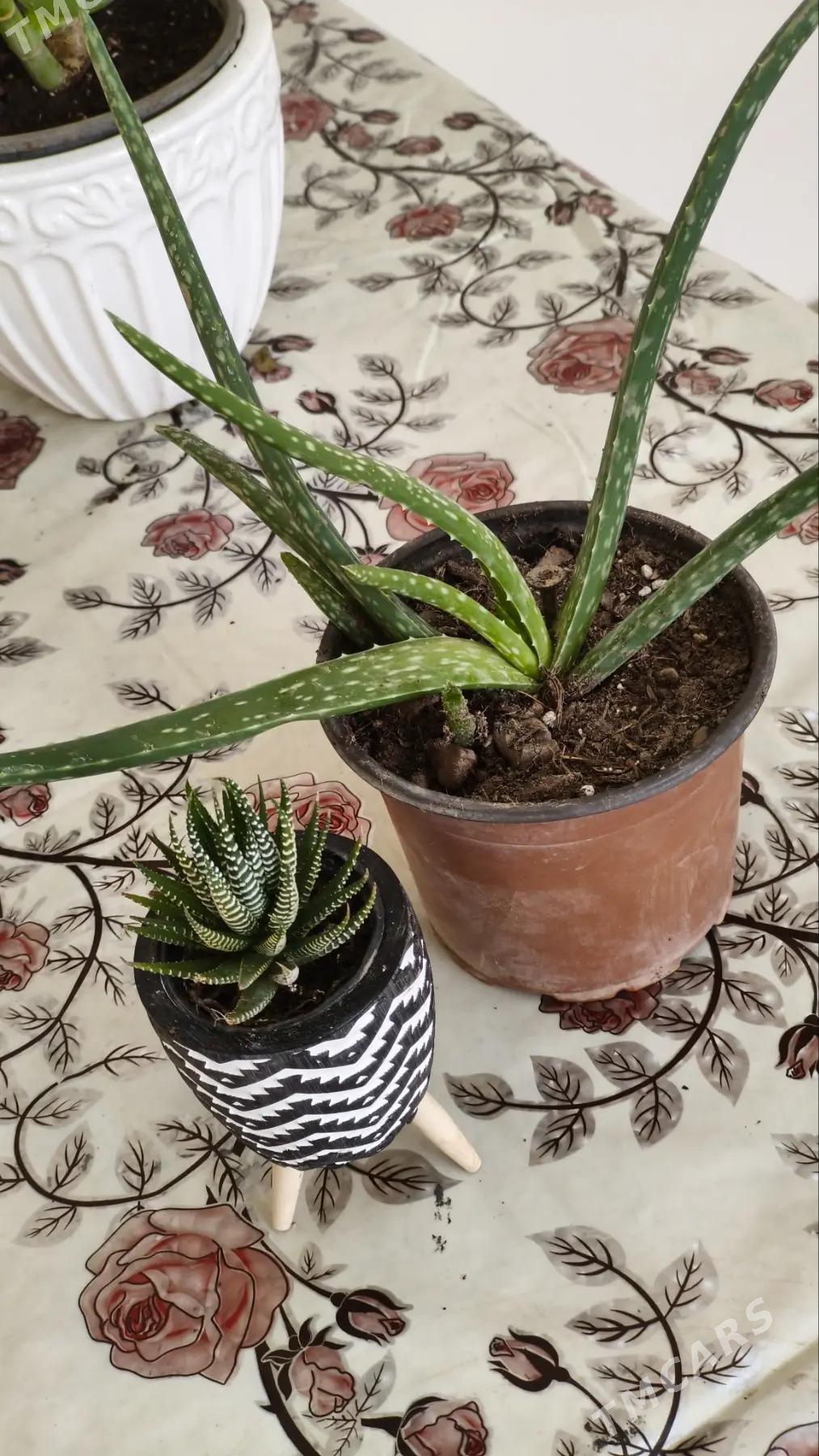 комнатные растения - Aşgabat - img 4