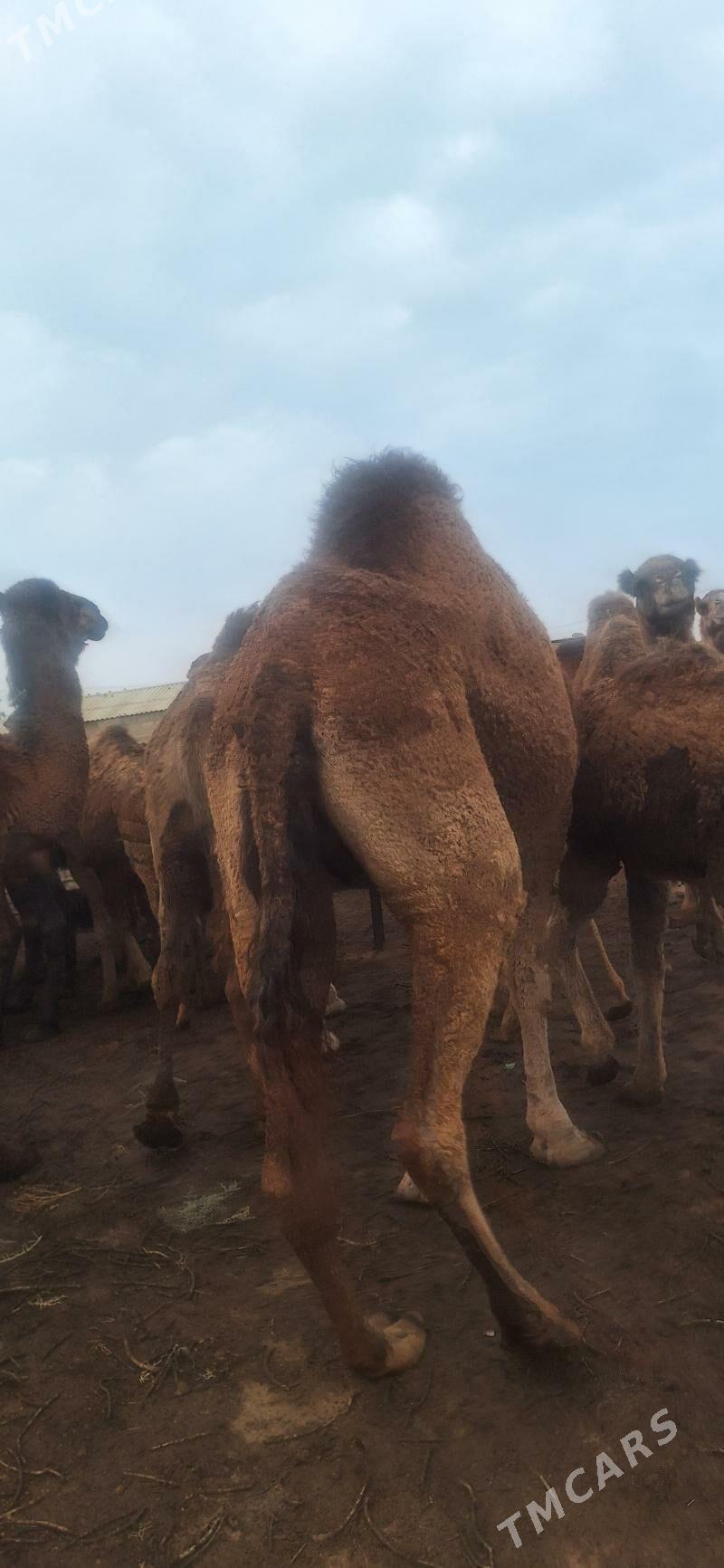 дуе - Esenguly - img 3