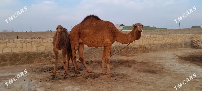 Düýe - Берекет - img 3