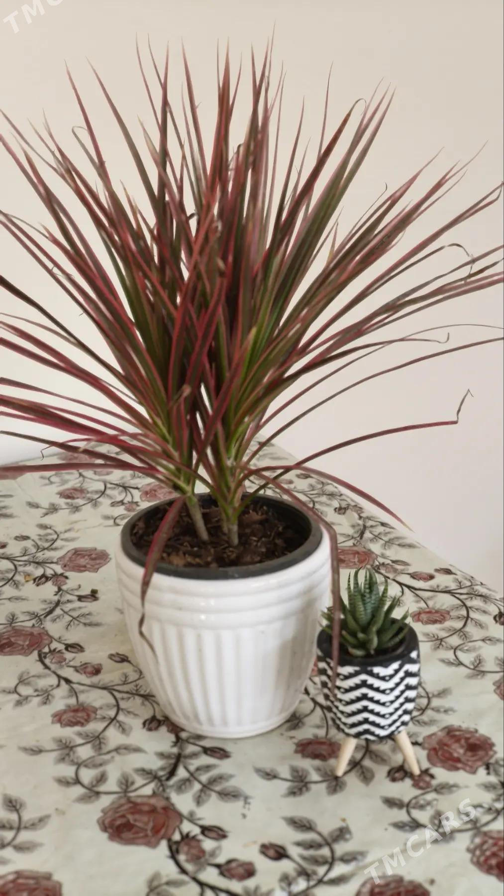 комнатные растения - Aşgabat - img 2