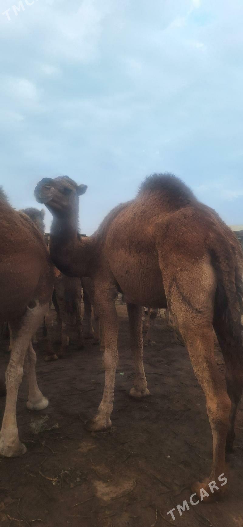 дуе - Esenguly - img 4