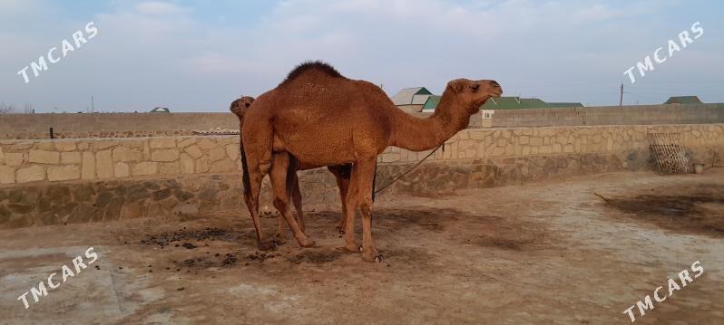 Düýe - Берекет - img 6