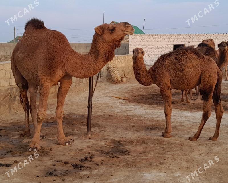 Düýe - Берекет - img 7