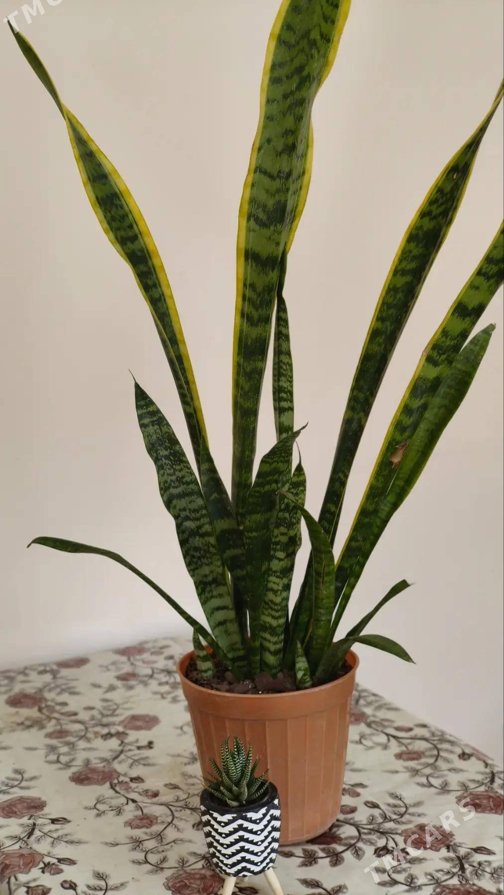 комнатные растения - Aşgabat - img 5