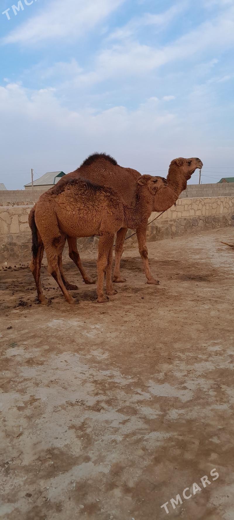 Düýe - Берекет - img 2