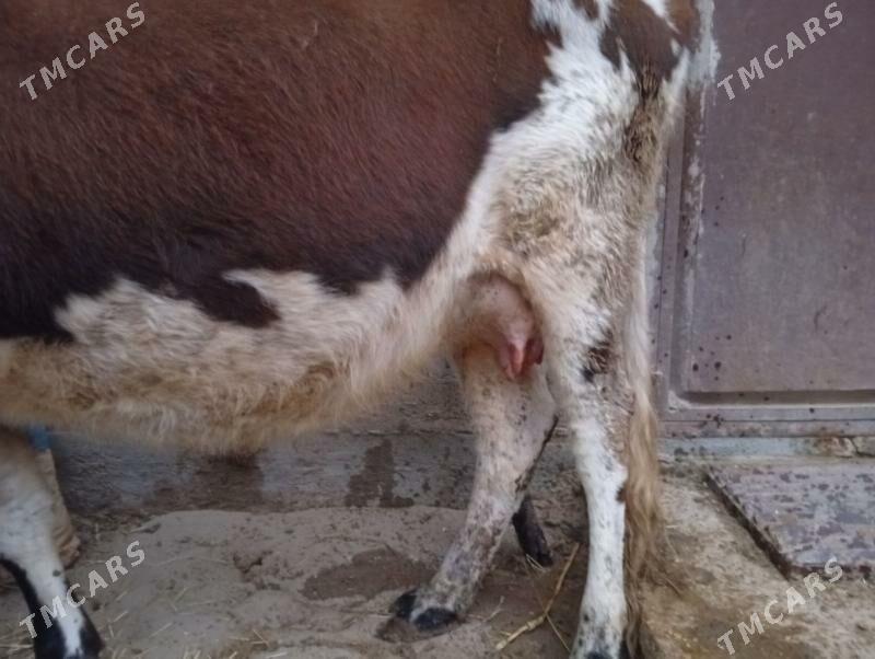 голели сыгыр - Gumdag - img 2