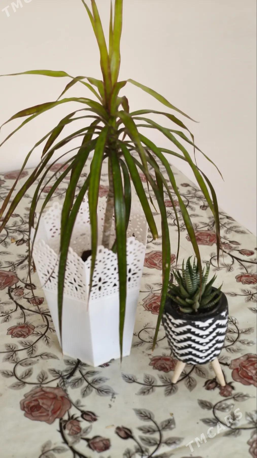 комнатные растения - Aşgabat - img 6