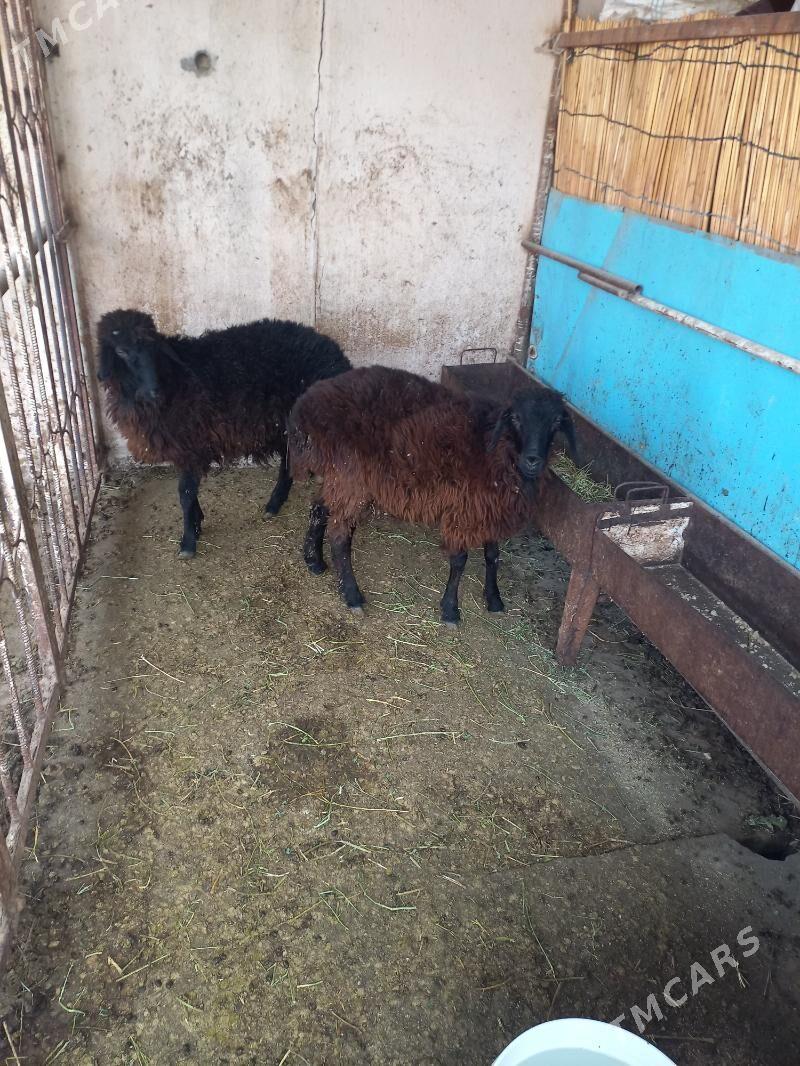 Kürti goýun - Ашхабад - img 2