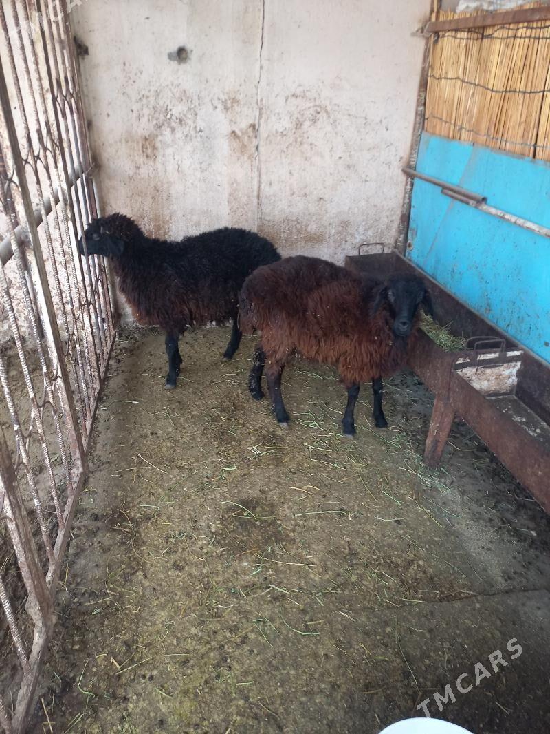 Kürti goýun - Ашхабад - img 3