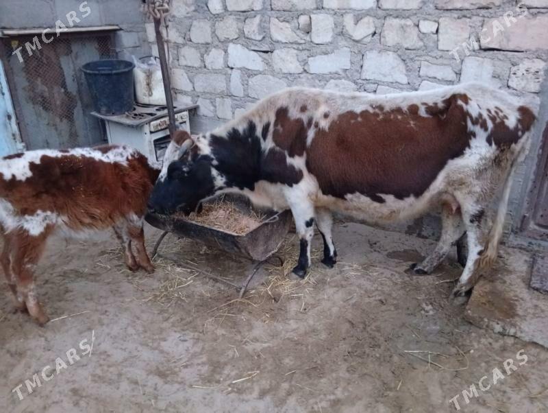 голели сыгыр - Gumdag - img 1