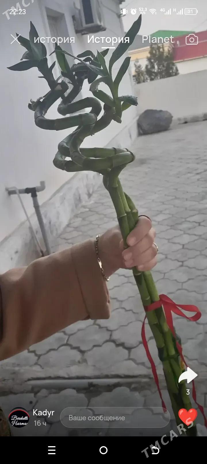 Бамбук - Балканабат - img 2