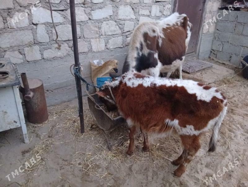 голели сыгыр - Gumdag - img 3